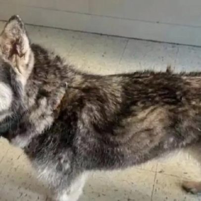 Husky se reúne à família após 12 anos e desperta curiosidades da raça