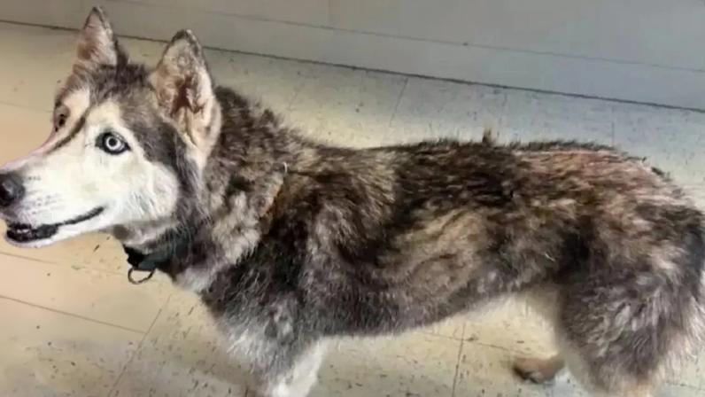Husky se reúne à família após 12 anos e desperta curiosidades da raça