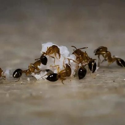 Truque com café para eliminar formigas em casa, rápido e sem pesticidas
