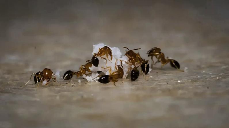 Truque com café para eliminar formigas em casa, rápido e sem pesticidas