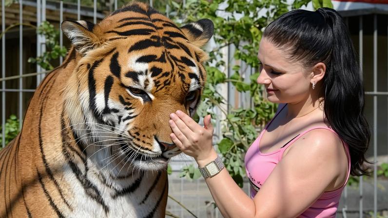 Fuga de grande felino da Tiger Queen na Alemanha abala pequena cidade