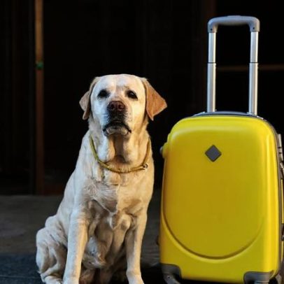 Nova lei altera regras sobre guarda de pets em casos de separação