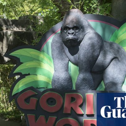 Casa Branca presta tributo a Harambe 10 anos após morte do gorila