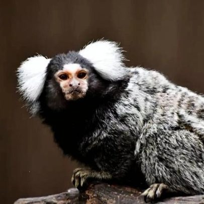 Sagui: sete curiosidades sobre esse pequeno macaco