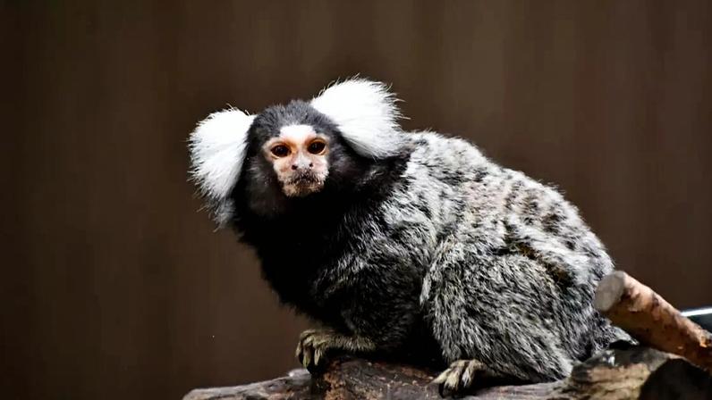 Inteligente, curioso e sociável, o sagui desempenha um papel importante na natureza