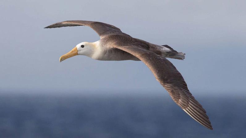 Aquecimento global reduz habitats e obriga aves marinhas a voos mais longos