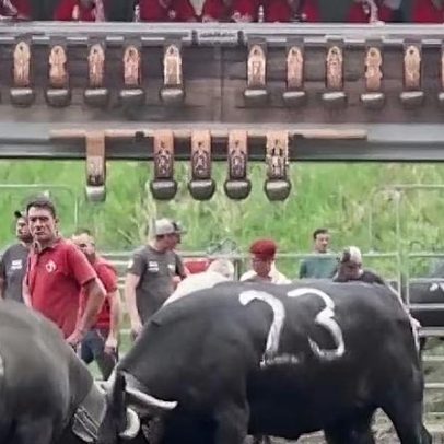 Tradição na Suíça elege Rainha das Rainhas em rinha de vacas