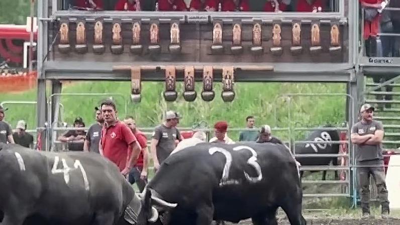Tradição na Suíça elege Rainha das Rainhas em rinha de vacas