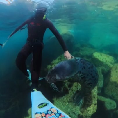 Foca abraça mergulhador durante exploração no mar