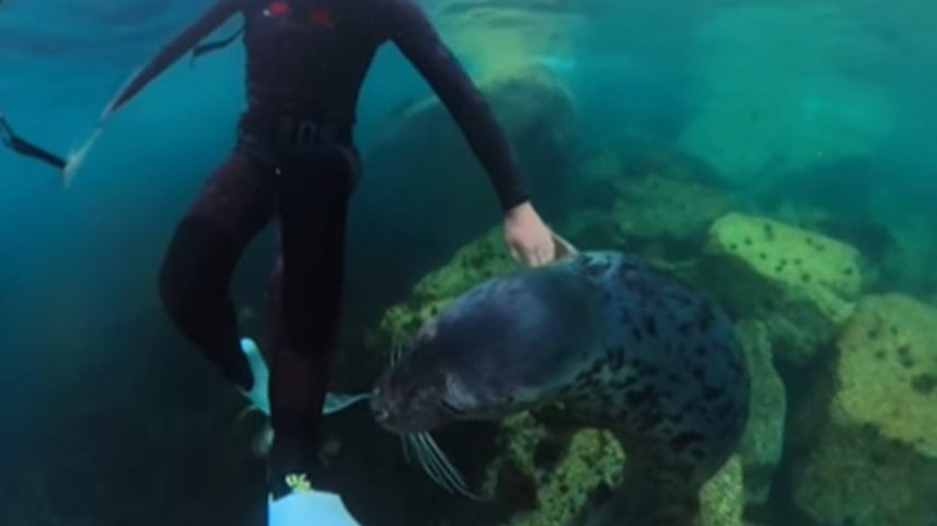 Vídeo de encontro entre mergulhador e foca já acumula mais de 5,5 milhões de visualizações