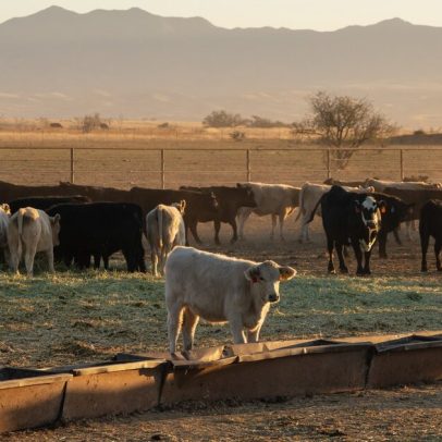 China renova habilitação para carne dos EUA enquanto Brasil avança na cota