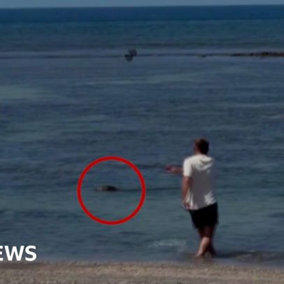 Vídeo mostra homem lançando pedra contra foca no Havaí, gerando indignação