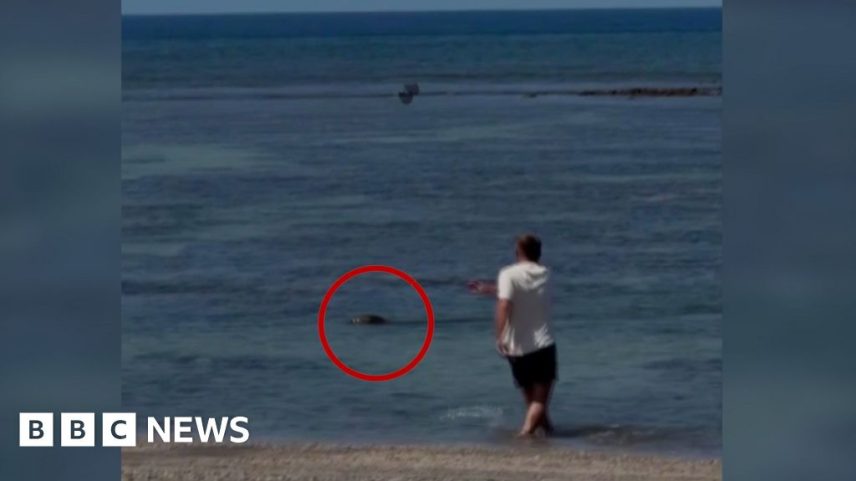A man is throwing a rock at a Hawaii seal monk.
