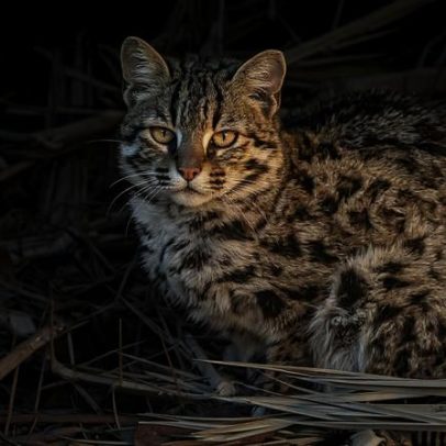 Gato-leopardo da Ásia, pouco conhecido, recebe atenção científica