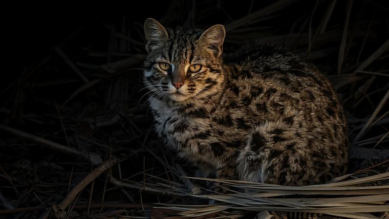 Gato-leopardo da Ásia, pouco conhecido, recebe atenção científica