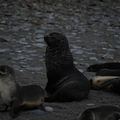 China e Noruega avançam para ampliar a coleta de krill na Antártida