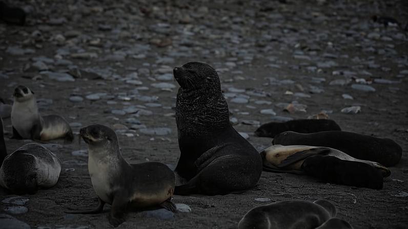 China e Noruega avançam para ampliar a coleta de krill na Antártida