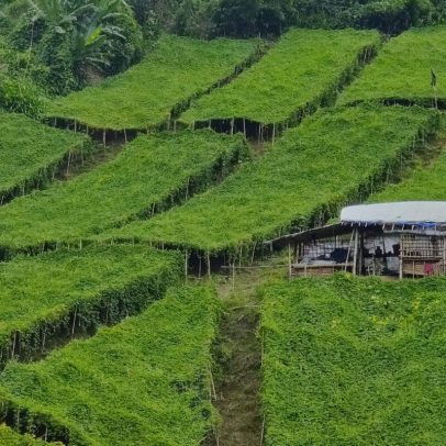 Em Bangladesh, métodos agrícolas tradicionais dão lugar ao sistema moderno