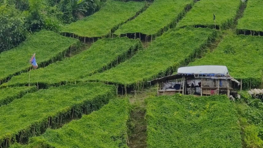 Em Bangladesh, métodos agrícolas tradicionais dão lugar ao sistema moderno