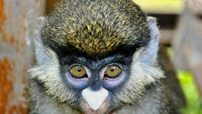 This red-tailed monkey was photographed at a hotel in the Democratic Republic of Congo.