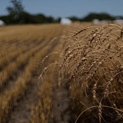 Trigo sob calor extremo: agricultores dos EUA enfrentam perdas