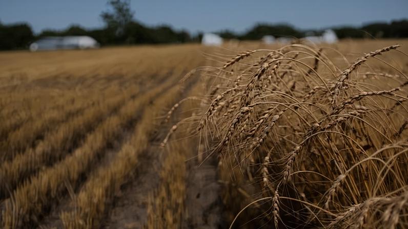 Wheat is normally very resilient, but extreme conditions in the Great Plains have harmed this year’s crop.