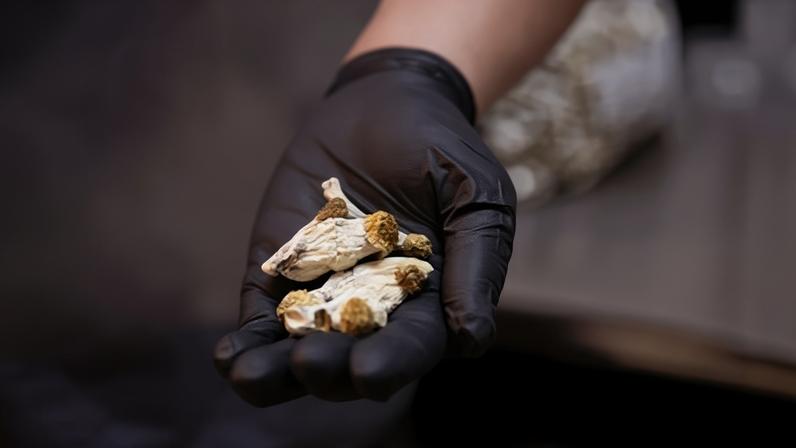 A laboratory technician displays mushrooms that contain psilocybin at Rose City Laboratories in Portland, Oregon, on 13 July 2023.