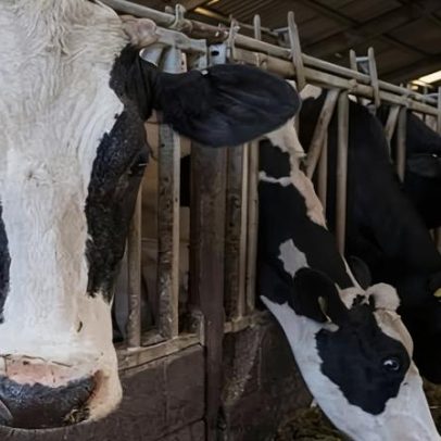 Investigação aponta aumento de fazendas leiteiras de bateria no Reino Unido