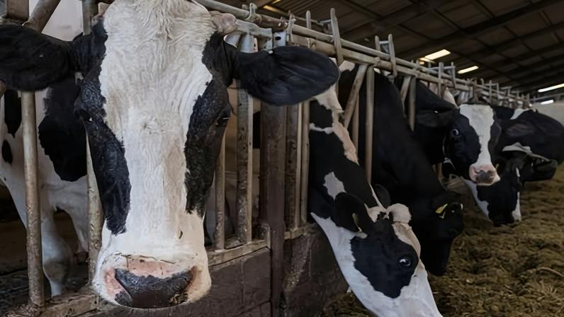 Dairy cows being fed in a shed