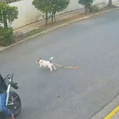 Cachorro foge durante assalto no Morumbi; aliança do tutor é roubada