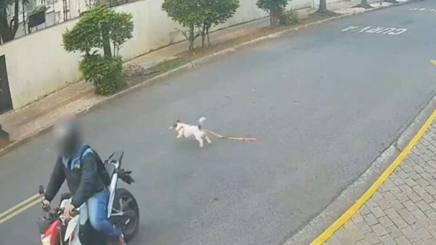 Cachorro foge e se esconde durante assalto ao tutor no Morumbi