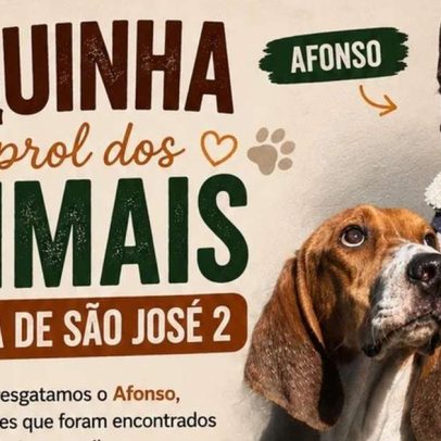 Bruno e filhotes resgatados do Terra de São José 2 enfrentam desafios