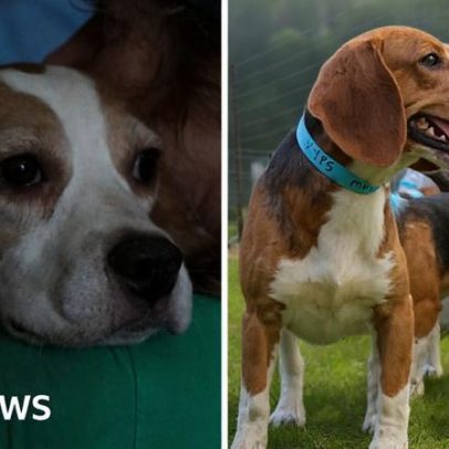 Centenas de beagles resgatados de criadouro são encaminhados para adoção