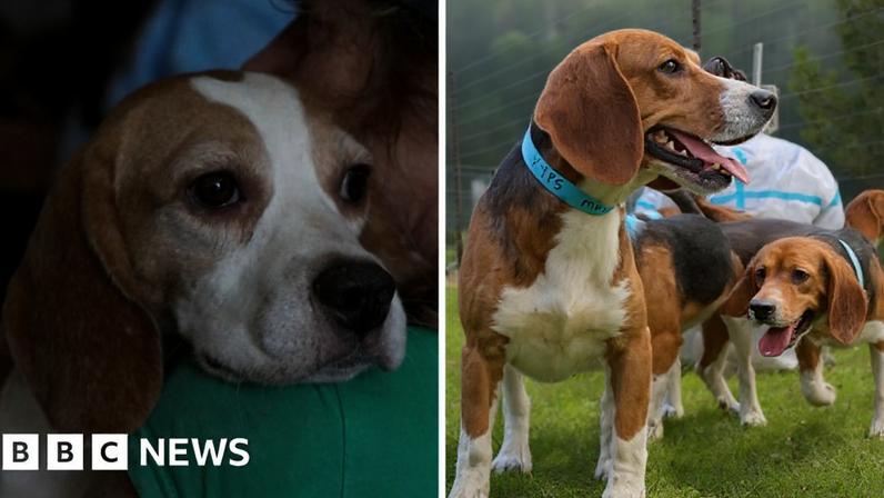 Left, a dog stares ahead wistfully. Right, dogs bound about.