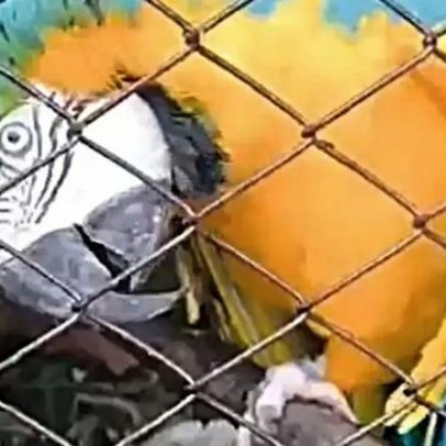 Arara-canindé mantida ilegalmente é apreendida pela Brigada Militar no RS
