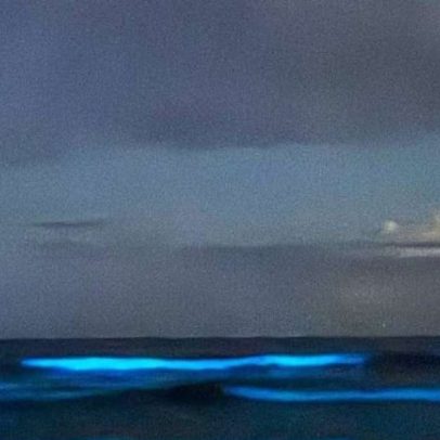 Locais no Brasil onde a bioluminescência forma cenários espetaculares
