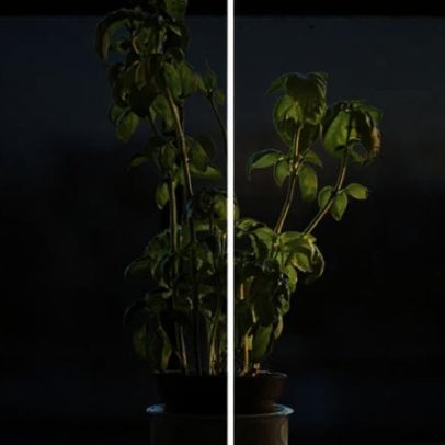 Bicarbonato de sódio: benefícios e usos para plantas no jardim