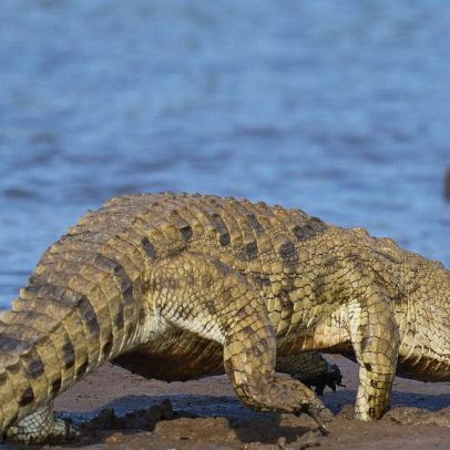 China usa biologia de predadores para criar armadura que desvia projéteis