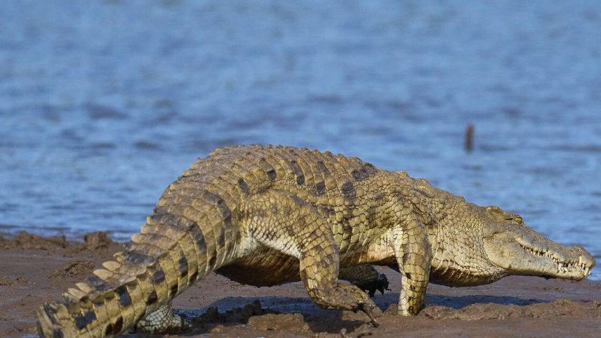 Crocodilo