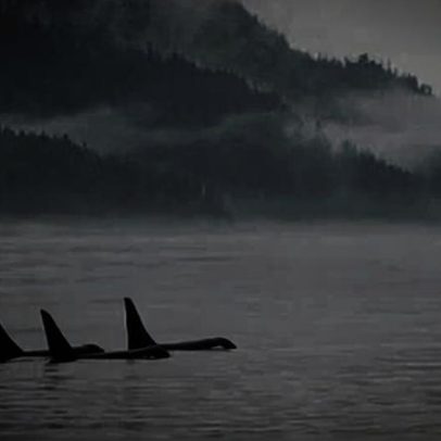 Orcas podem ser vítimas de oleoduto apoiado por Carney, temem grupos ambientais
