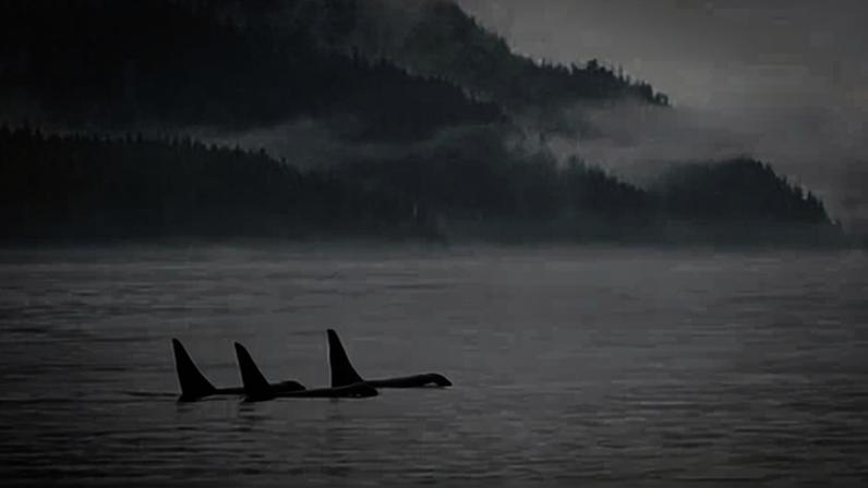 Orcas podem ser vítimas de oleoduto apoiado por Carney, temem grupos ambientais