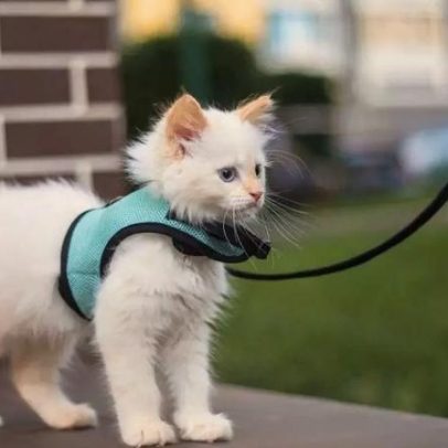 Gato com coleira: benefícios, riscos e orientações para passeios