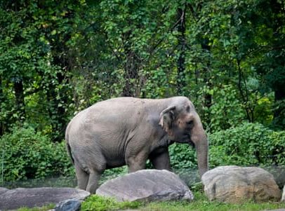 Elefante Happy morre aos 55 após eutanásia em zoológico de Nova York