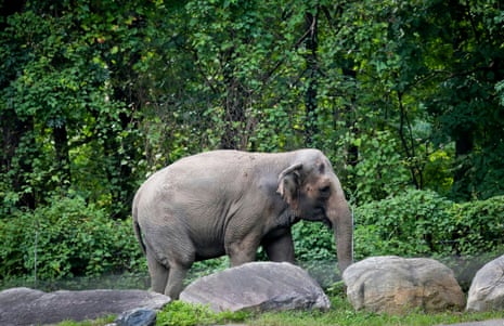 Bronx zoo elephant Happy strolls inside the zoo's Asia Habitat in New York on 2 October 2018.