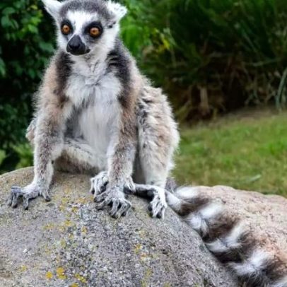 Lêmures de Madagascar: 7 curiosidades sobre esse primata