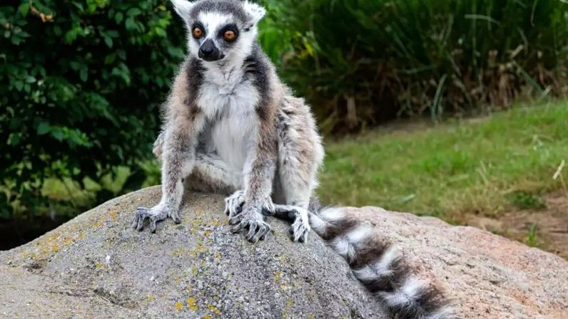 Cada espécie de lêmure possui características físicas e hábitos específicos