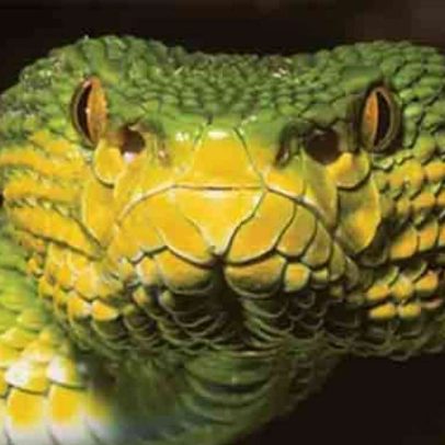 Serpente descoberta em Mianmar desafia cientistas com características incomuns
