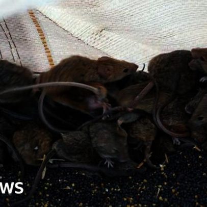 Fazendeiros australianos enfrentam praga de ratos devastadora