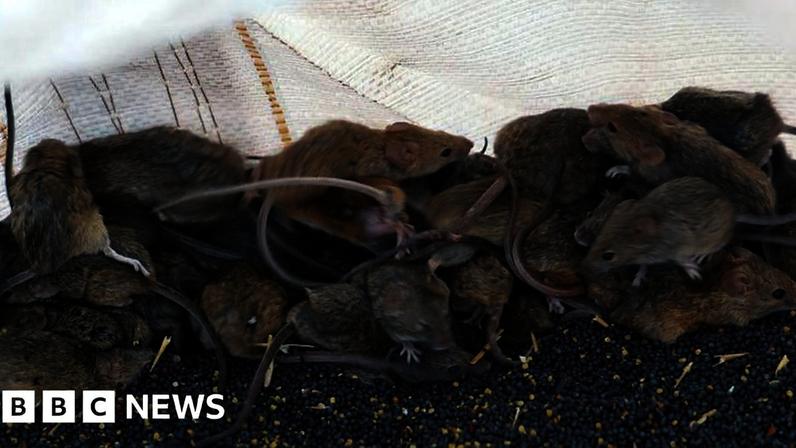 Fazendeiros australianos enfrentam praga de ratos devastadora