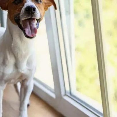 Cães detectam mudanças invisíveis no ambiente: o que a ciência explica